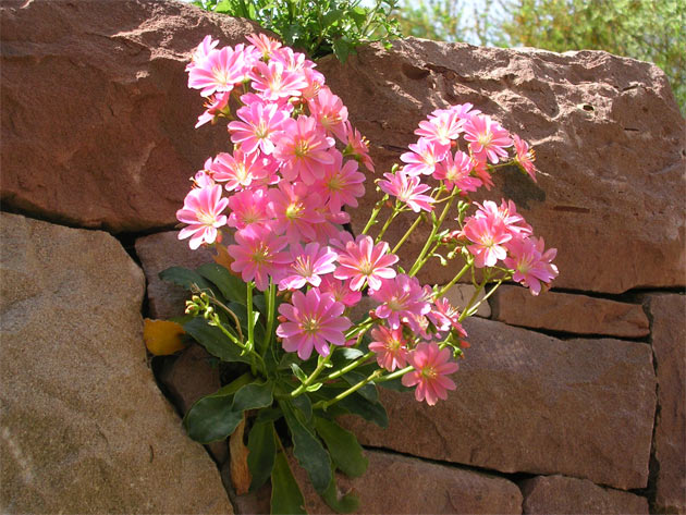 Gartenbau, Landschaftsbau, Hausgarten, Trockenmauern, Sichtschutz, Steingarten, Pflanzungen, Garten-Umgestaltungen, Garten-Neuanlagen, Sitzmauern, Polygonalbeläge, Teich, Terrassen, mediterraner Garten, Baumfällungen, Gartenpflege