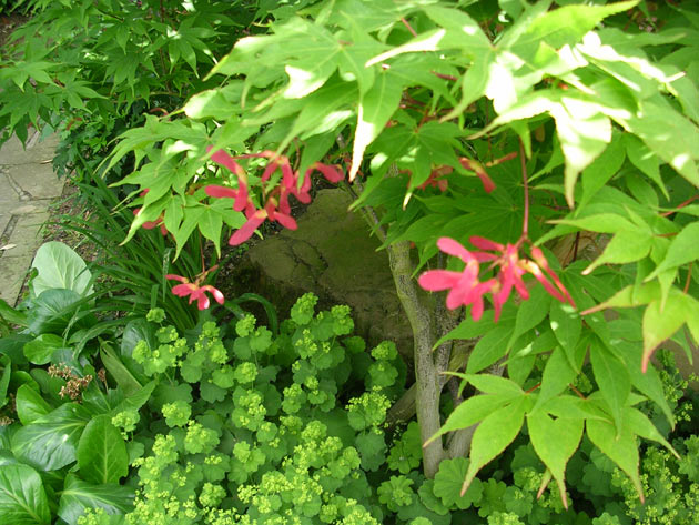 Gartenbau, Landschaftsbau, Hausgarten, Trockenmauern, Sichtschutz, Steingarten, Pflanzungen, Garten-Umgestaltungen, Garten-Neuanlagen, Sitzmauern, Polygonalbeläge, Teich, Terrassen, mediterraner Garten, Baumfällungen, Gartenpflege