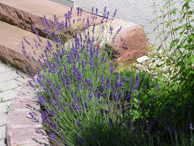 Gartenbau, Landschaftsbau, Hausgarten, Trockenmauern, Sichtschutz, Steingarten, Pflanzungen, Garten-Umgestaltungen, Garten-Neuanlagen, Sitzmauern, Polygonalbeläge, Teich, Terrassen, mediterraner Garten, Baumfällungen, Gartenpflege