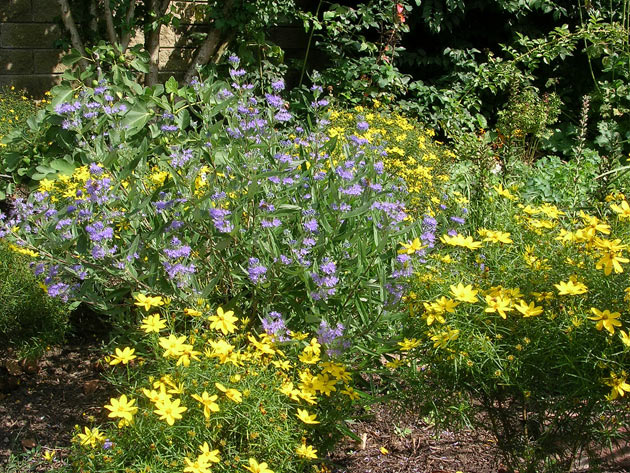 Gartenbau, Landschaftsbau, Hausgarten, Trockenmauern, Sichtschutz, Steingarten, Pflanzungen, Garten-Umgestaltungen, Garten-Neuanlagen, Sitzmauern, Polygonalbeläge, Teich, Terrassen, mediterraner Garten, Baumfällungen, Gartenpflege