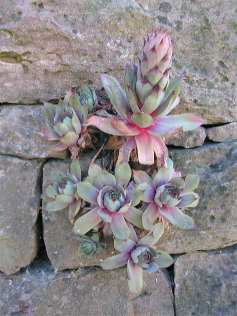 Gartenbau, Landschaftsbau, Hausgarten, Trockenmauern, Sichtschutz, Steingarten, Pflanzungen, Garten-Umgestaltungen, Garten-Neuanlagen, Sitzmauern, Polygonalbeläge, Teich, Terrassen, mediterraner Garten, Baumfällungen, Gartenpflege