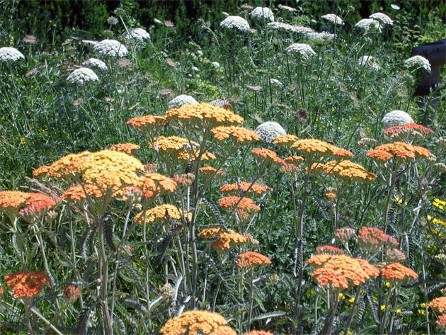 Gartenbau, Landschaftsbau, Hausgarten, Trockenmauern, Sichtschutz, Steingarten, Pflanzungen, Garten-Umgestaltungen, Garten-Neuanlagen, Sitzmauern, Polygonalbelge, Teich, Terrassen, mediterraner Garten, Baumfllungen, Gartenpflege