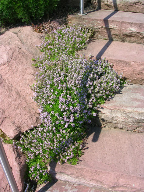 Gartenbau, Landschaftsbau, Hausgarten, Trockenmauern, Sichtschutz, Steingarten, Pflanzungen, Garten-Umgestaltungen, Garten-Neuanlagen, Sitzmauern, Polygonalbelge, Teich, Terrassen, mediterraner Garten, Baumfllungen, Gartenpflege