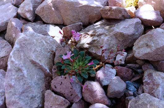 Detailausschnitt mit Bitterwurz (Lewisia cotyledon). Gartenbau, Landschaftsbau, Hausgarten, Trockenmauern, Sichtschutz, Steingarten, Pflanzungen, Garten-Umgestaltungen, Garten-Neuanlagen, Sitzmauern, Polygonalbeläge, Teich, Terrassen, mediterraner Garten, Baumfällungen, Gartenpflege