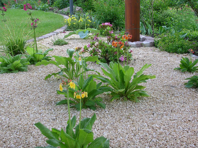 Pflanzung mit Etagenprimeln. Gartenbau, Landschaftsbau, Hausgarten, Trockenmauern, Sichtschutz, Steingarten, Pflanzungen, Garten-Umgestaltungen, Garten-Neuanlagen, Sitzmauern, Polygonalbeläge, Teich, Terrassen, mediterraner Garten, Baumfällungen, Gartenpflege