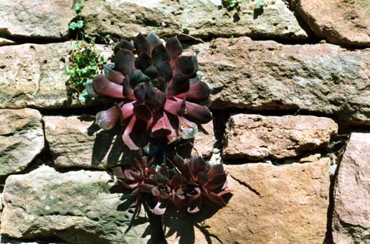 Gartenbau, Landschaftsbau, Hausgarten, Trockenmauern, Sichtschutz, Steingarten, Pflanzungen, Garten-Umgestaltungen, Garten-Neuanlagen, Sitzmauern, Polygonalbeläge, Teich, Terrassen, mediterraner Garten, Baumfällungen, Gartenpflege